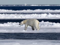 08C A Polar Bear Rests At The Floe Edge On Day 4 Of Floe Edge Adventure Nunavut Canada